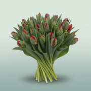 FeedSync:wholesale:a9f163948bf45890ed318d29b36a05b68bdbe4fd