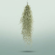 FeedSync:wholesale:d332339820ea808f5af435a9f8ccf20df2a92f54