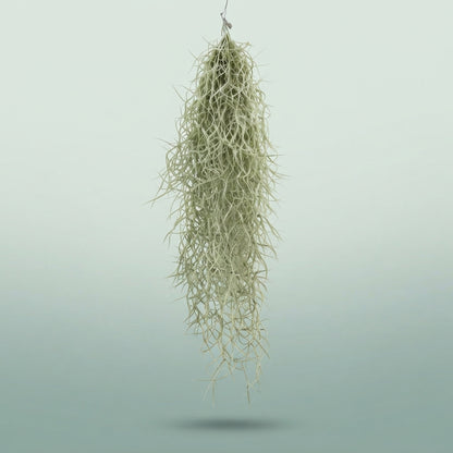 FeedSync:wholesale:d332339820ea808f5af435a9f8ccf20df2a92f54