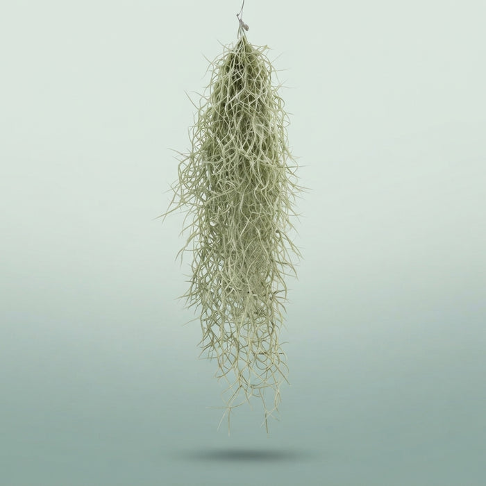 FeedSync:wholesale:d332339820ea808f5af435a9f8ccf20df2a92f54