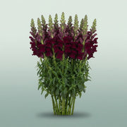 FeedSync:wholesale:5b2a6495ff6cee3a6efd3a1cef7b975ff58b308e