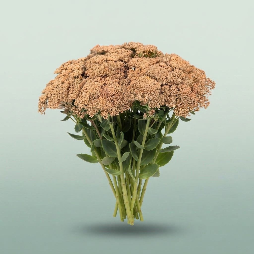 FeedSync:wholesale:ac60ec915d5e2c8b79b9f6d52ce039d0bc6dfbed