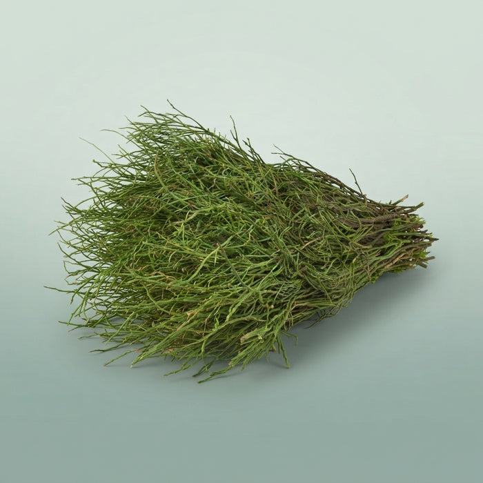 FeedSync:wholesale:d2dd59dfc9d46cce85ddd52ea1edbe41ed681919