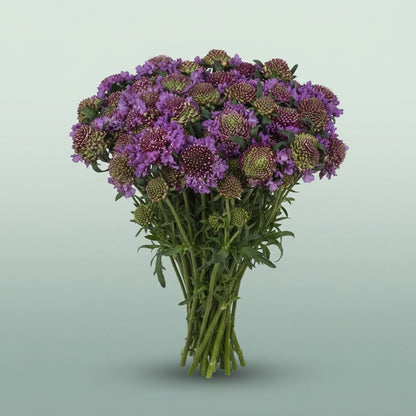 FeedSync:wholesale:1a6d0967dcd737812f373a643a5236a40bf6b96e