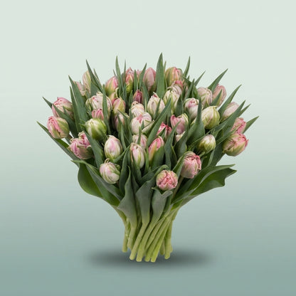FeedSync:wholesale:376ceae432751efa6c262e51e4068c332f805cd0