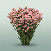 FeedSync:wholesale:2f702340f1818fdf426b9f6bc1431aa442c0e55a