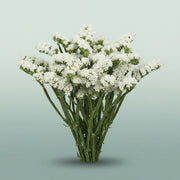 FeedSync:wholesale:dbbb672f555117bb2197e847038508e67c748d25