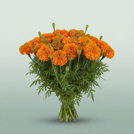 FeedSync:wholesale:5151ee83d1cb1721925a3bb0c9dd92e3c1216bab