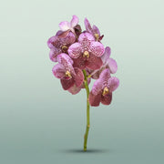 FeedSync:wholesale:0b4127145a118ed800e9d9c4868dbbd232f10c99