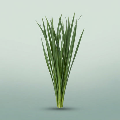 FeedSync:wholesale:4789970ed76b6e3d88f8048b32a7b68b2746d4be