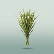 FeedSync:wholesale:81ae6202c9909725c59598227d4314b3e640c359