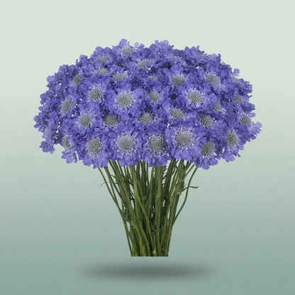 FeedSync:wholesale:24c05369dfb72cc217d0c7312e9e3263d5347c14