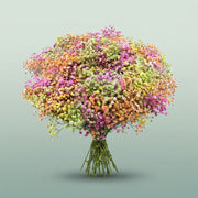 FeedSync:wholesale:79a9179719886383c68b7b0cb6627f44de33fa5d