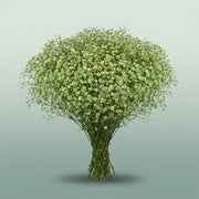 FeedSync:wholesale:bf4dcb762032ded8b701485d5f836ff8e371db34