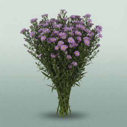 FeedSync:wholesale:8a8d6951c9a3f8fdac6c3ce9ccb4a542af660e23