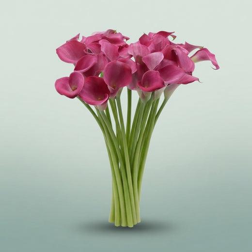 FeedSync:wholesale:0d51fe6fd878f45986ff22c37925b97ad2bbfbef