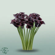 FeedSync:wholesale:fb11a962c8c4cbfc33ef33c6c61f77312a178e33