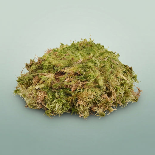 FeedSync:wholesale:43627ebdfc5f6832ab748da0522158a283ef4450