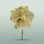 FeedSync:wholesale:27836df3d8c936c65d3901f392fb5edb8e56e95e