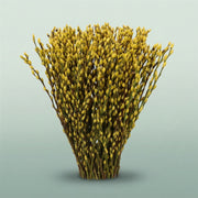 FeedSync:wholesale:365761fcd4d4fffb43170926bac00283e84b45dd