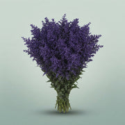 FeedSync:wholesale:5a8c56bed41a71f1d548a601452189b73aae7c16