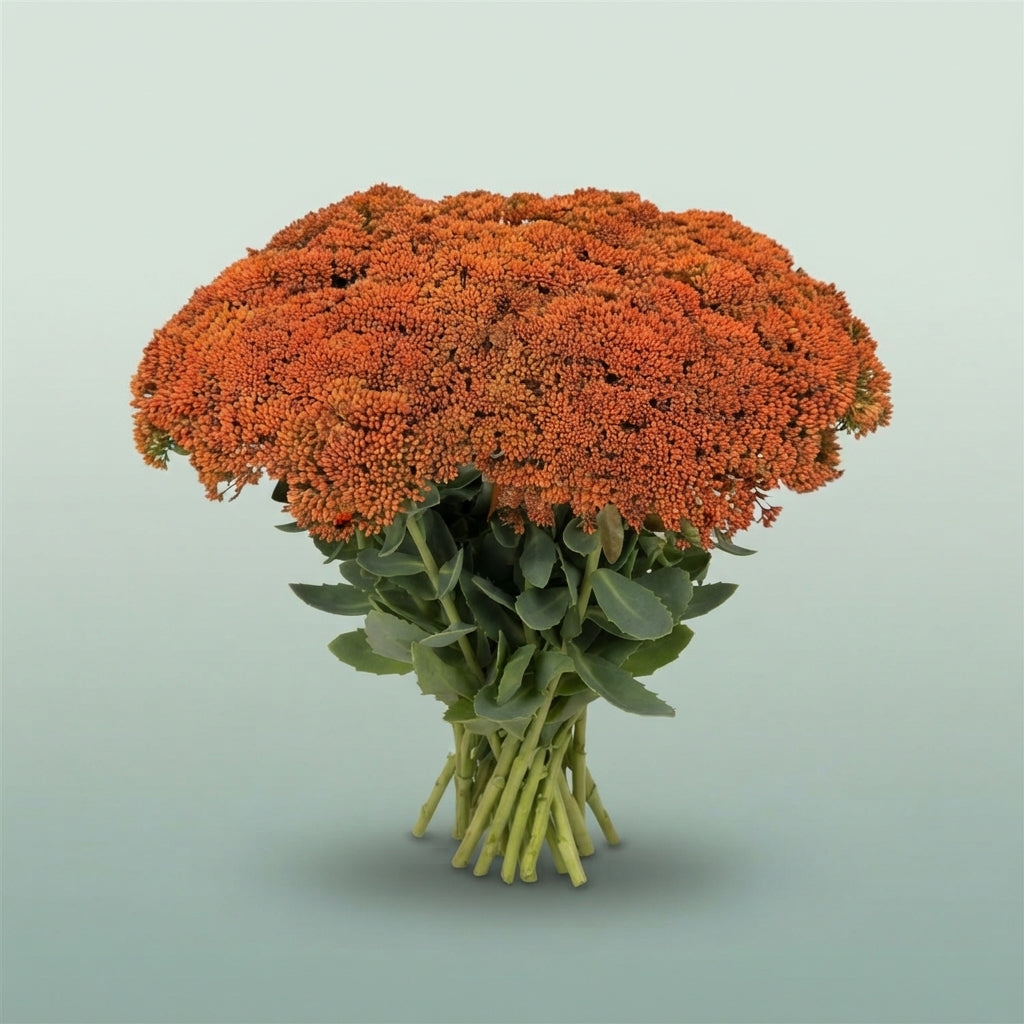 FeedSync:wholesale:ff088062ec37e33577498b91e2e24aff49608674
