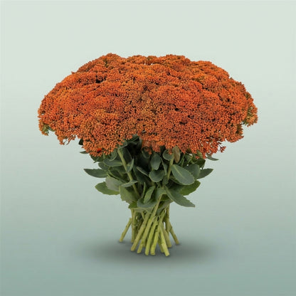 FeedSync:wholesale:ff088062ec37e33577498b91e2e24aff49608674