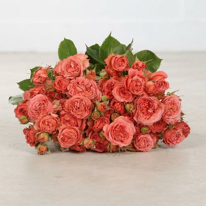 FeedSync:wholesale:3dbb258f7977f8481eaf0e3050929d346c5938bf