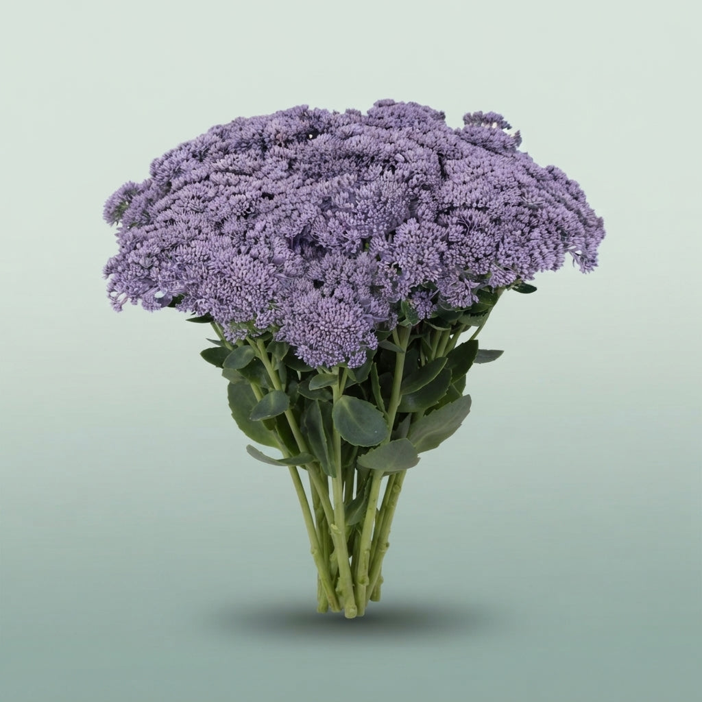 FeedSync:wholesale:2ef732806a8f9ce6830b3bf0d522452eb9bd407b