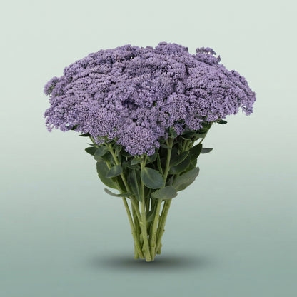 FeedSync:wholesale:2ef732806a8f9ce6830b3bf0d522452eb9bd407b