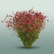 FeedSync:wholesale:1c032107626f37328ee80385087c420c950922a9
