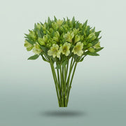 FeedSync:wholesale:efbc519ba7b7dc4ca299036af5cf6074a202f4b1