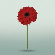 FeedSync:wholesale:4a42a41b46e3566ae91d89d1b38f4370a979cd51