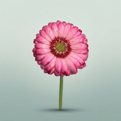 FeedSync:wholesale:b6bebcefc0941c745c0b84d34614d6ba2257f24f