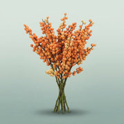 FeedSync:wholesale:139d42cf7e95935451092a1b034b5b3333e6446e