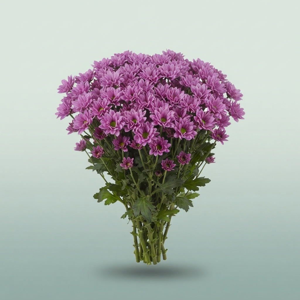 FeedSync:wholesale:89054daa3b556635df02ea0054d466af019abe43