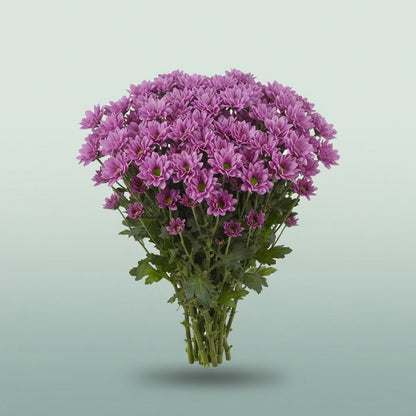 FeedSync:wholesale:89054daa3b556635df02ea0054d466af019abe43