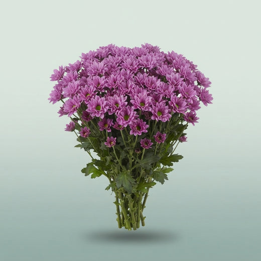 FeedSync:wholesale:89054daa3b556635df02ea0054d466af019abe43