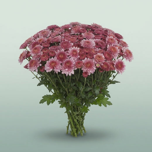 FeedSync:wholesale:51b05bb611e2e19d78cdd33fd9e2e6fa68a414b0
