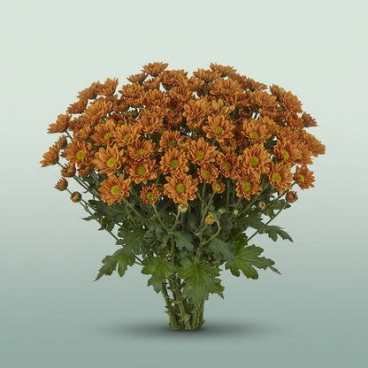 FeedSync:wholesale:8d3fe697277d91d094db6550dd097c2d2c37ccd1