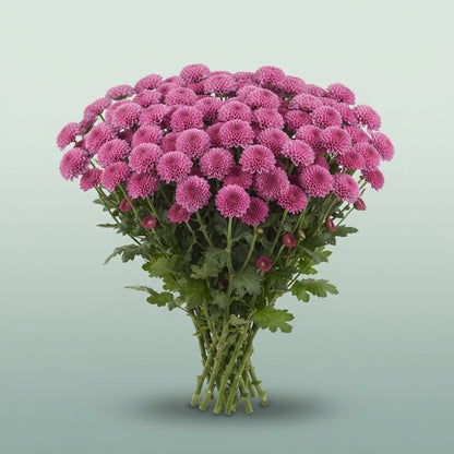 FeedSync:wholesale:4ab3e7004f136f4fc43ede2509c661bc94300df2