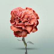 FeedSync:wholesale:d76d7dd270f0d1a903d0c36130dc530ceb00c854