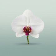 FeedSync:wholesale:a7b51464826c3d2db5fa01d0546a26f7bc796174
