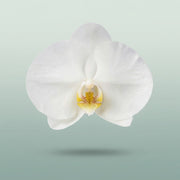 FeedSync:wholesale:2f87493d8cee090cb60d94885bdce3ed963a916e