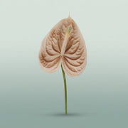 FeedSync:wholesale:5509a5d7870c33f52d0ad5e05efe57d5607231ff