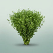 FeedSync:wholesale:da7c82cf4ea739cb8828595ef1e5f0c1faefcb19
