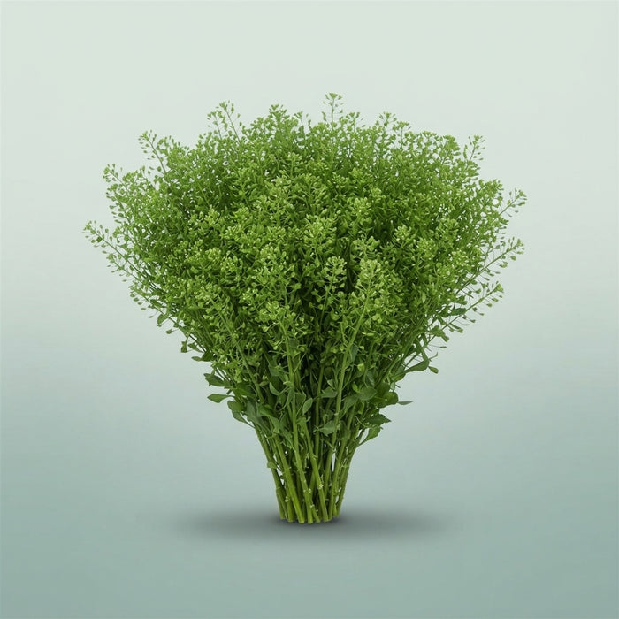 FeedSync:wholesale:da7c82cf4ea739cb8828595ef1e5f0c1faefcb19