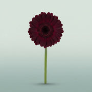 FeedSync:wholesale:d1c6d04c8e6514d0e1c3f805dbcb18410e98196e