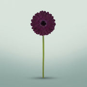 FeedSync:wholesale:04a658a757234fba4c23744dcb77dbb808a05ce7