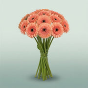 FeedSync:wholesale:189b25f2d94effb3b79cf67a98bf485707e45cd5